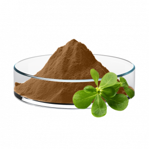 Purslane Extract (10:1)