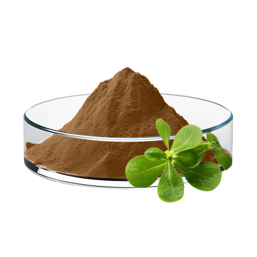 Purslane Extract (10:1)