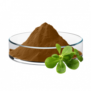 Purslane Extract (10:1/30:1)