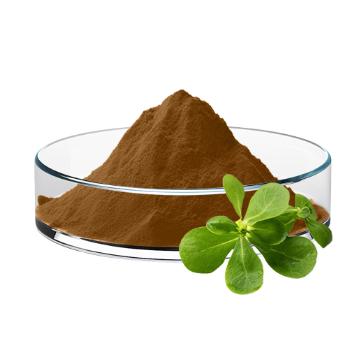 Purslane Extract (10:1/30:1)