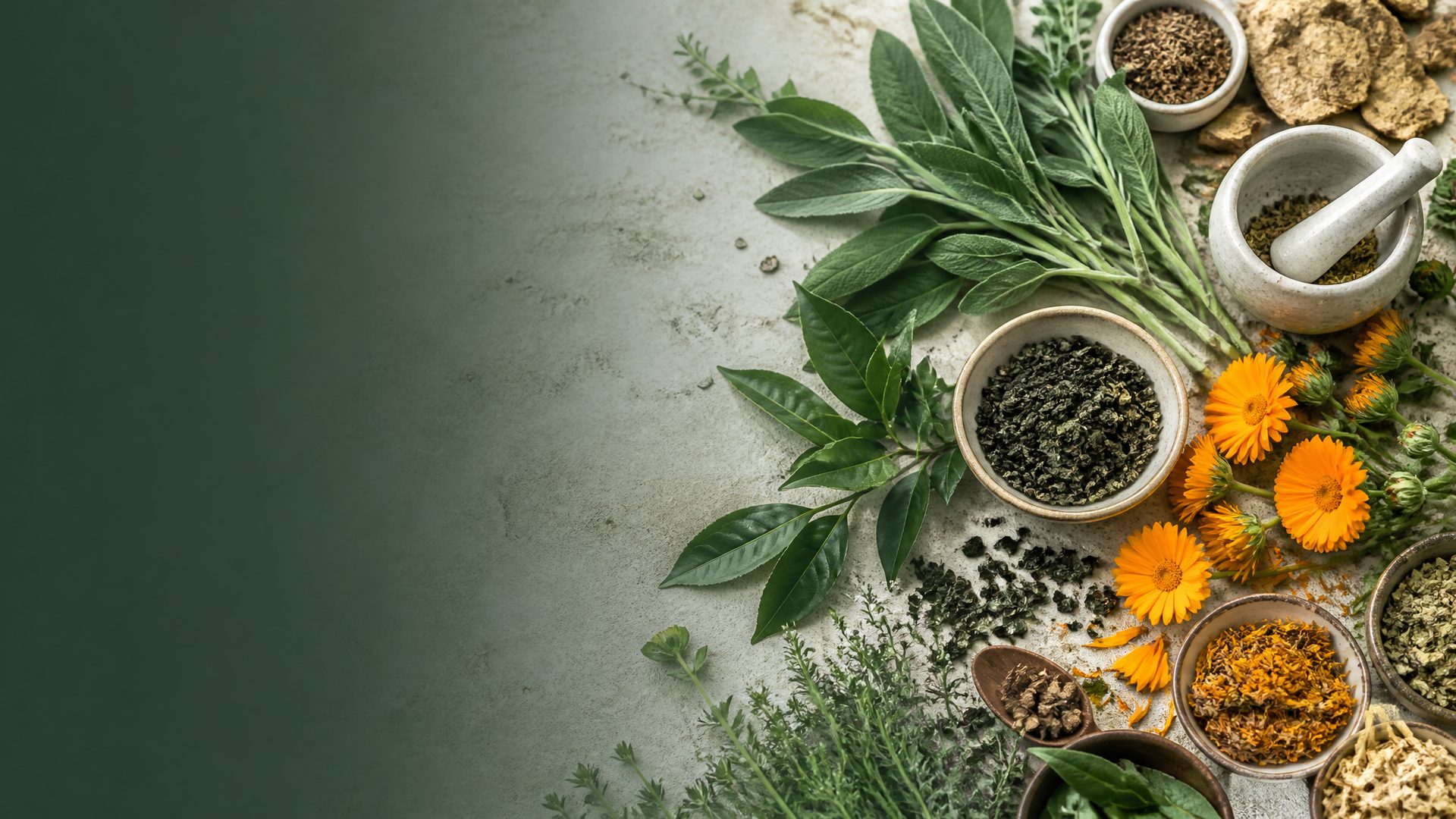 Fresh botanical leaves close-up - plant extract and biotech raw materials by Qinghekang